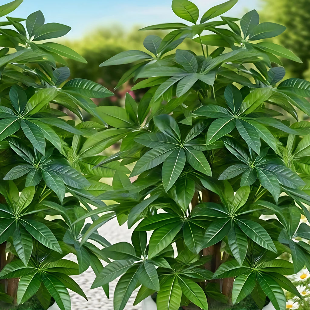 Artificial Money Tree Palm