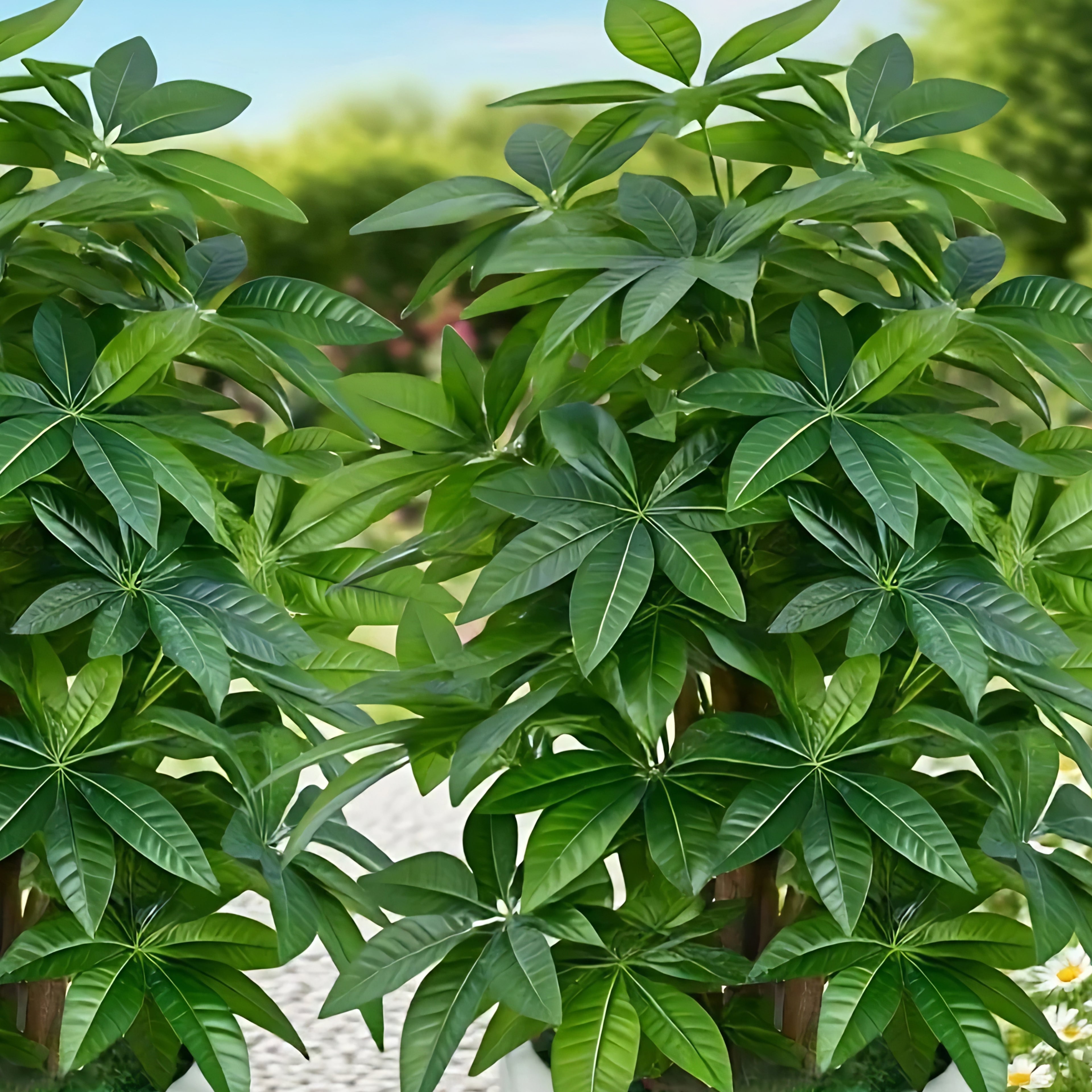 Artificial Money Tree Palm